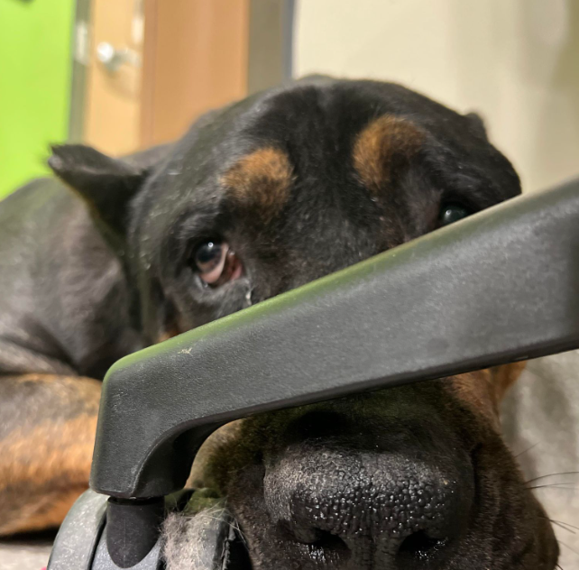 Dubbed ‘saddest dog’ Kentucky shelter pup finds love at local animal sanctuary