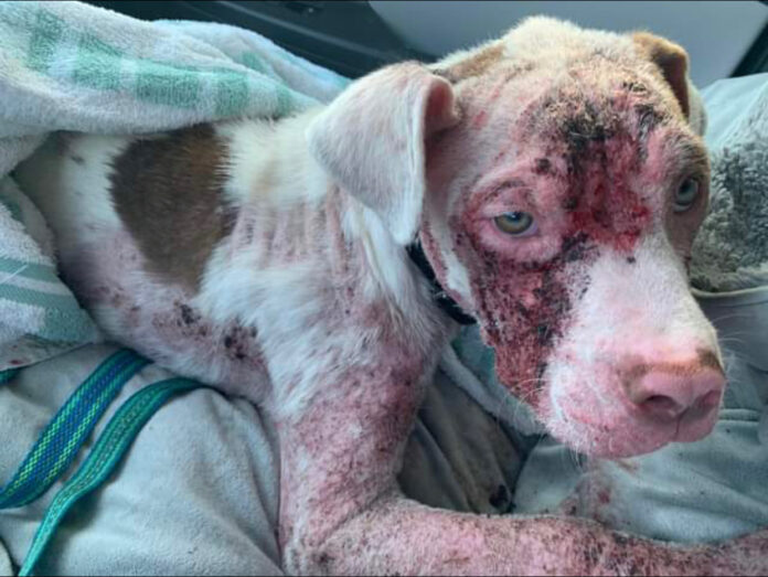 Good Samaritans found this puppy trying to scratch his way out of his own skin and made sure he got help