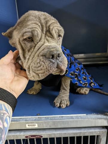 Sweet emaciated dog’s ‘deadline’ approaches and she needs help