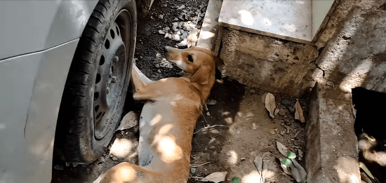 An accident took away young dog’s joy but kindness gave it back