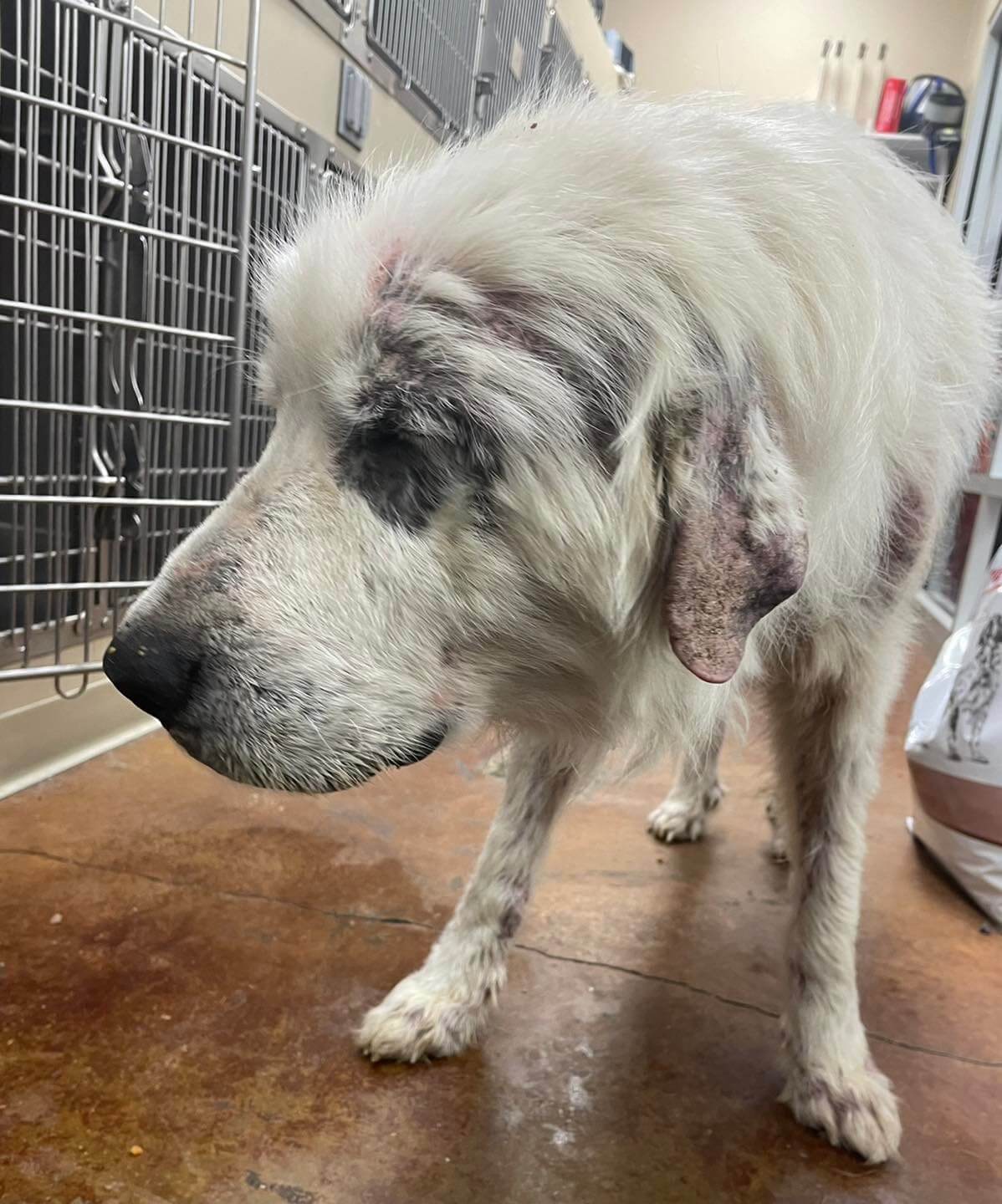 We can hardly wait to see this bedraggled Great Pyrenees turn into a beautiful giant after being rescued