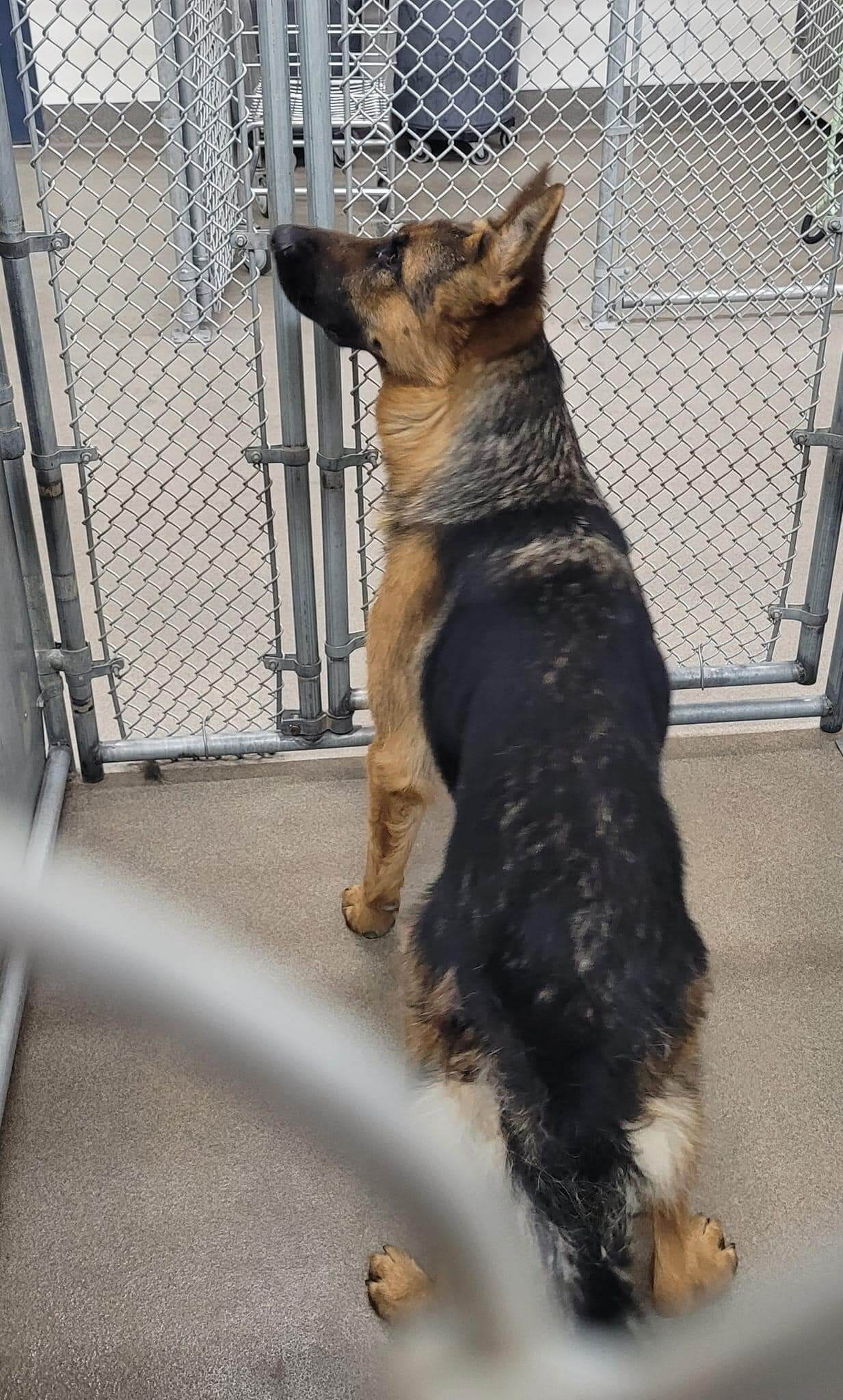 Kennel stressed German shepherd waited for his ‘people’ to come back and now is slated to be euth’ed
