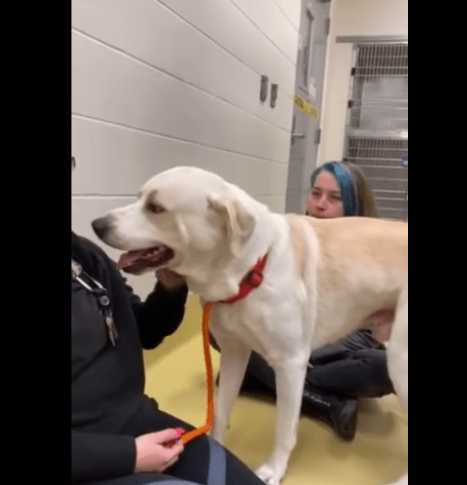 Stressed out dog had bad experience at shelter and unless rescued will soon die