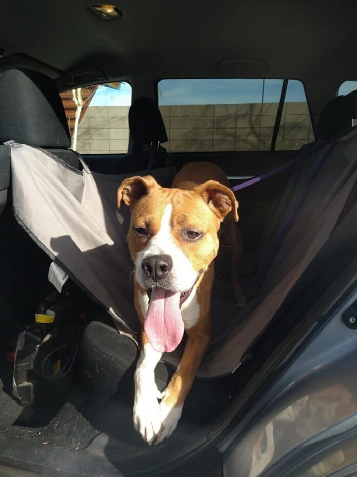 Boxer mix rescued from euthanasia 630 days ago spends 22 hours a day crated because he has no home