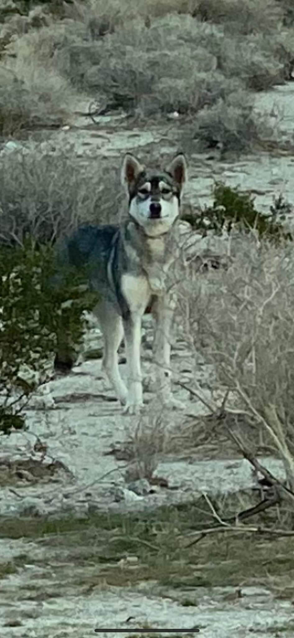 Successful overnight desert mission to rescue small Malamute people thought was a wolf or a coyote