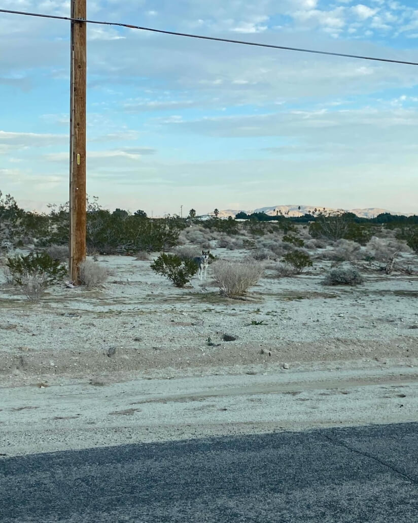 desert-mission4-824x1030-1