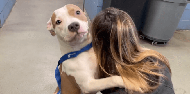 Abandoned pup left tied to a pole out Des Moines airport because owner didn’t have a kennel