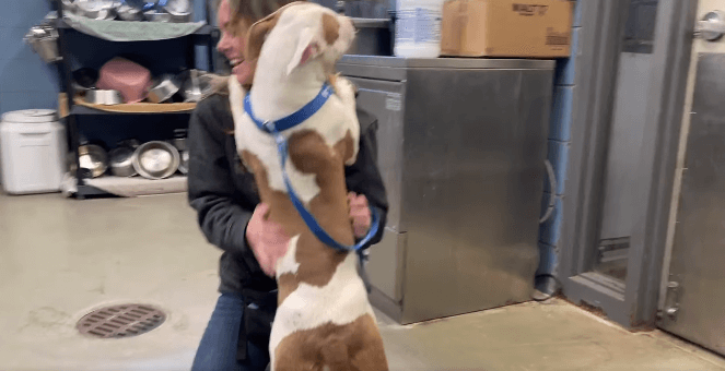 desmoines-dog