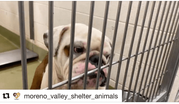English bulldog returned to shelter because he wouldn’t get out of the car