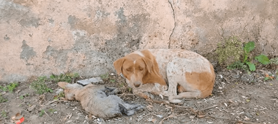 Desperate mom dog