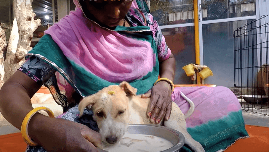 desperate-mom-dog-4