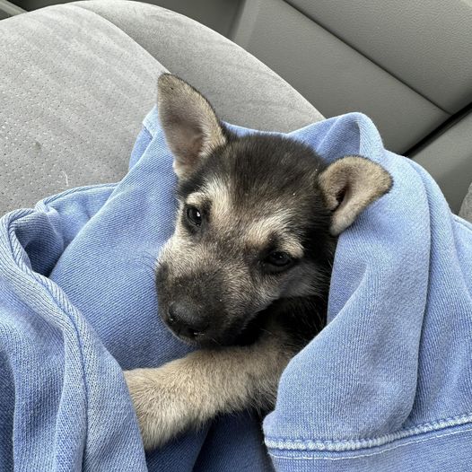 Defenseless puppy unable to walk found sleeping in corner at Houston outskirts