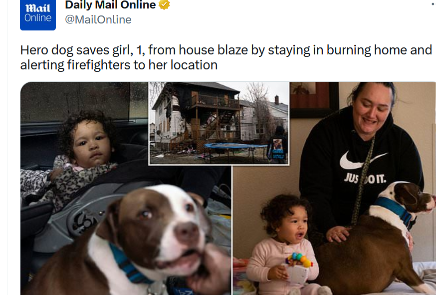 detroit-dog-hero-2