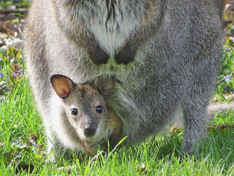 Detroit zoo wallaby 1