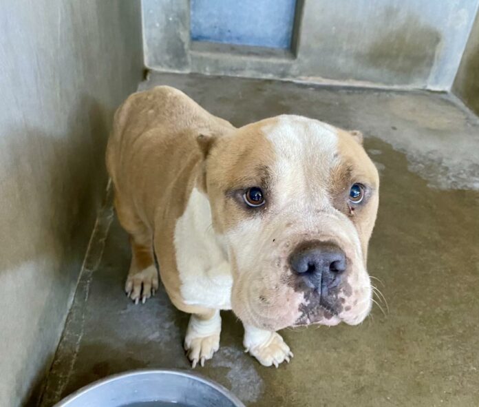 Starving dog found in trash enclosure faced unimaginable horror and needs help to heal