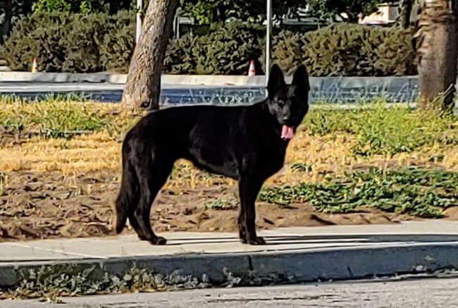 Shepherd’s life turned upside down and now she may die