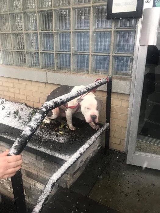 Abandoned shivering and terrified dog left tied to railing at vet office
