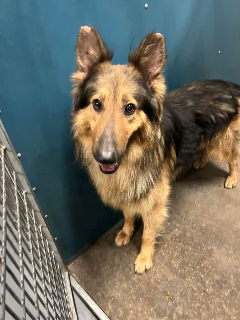 dexter-collie-773x1030-1