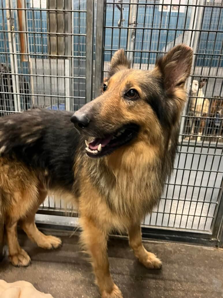 dexter-collie1-773x1030-1