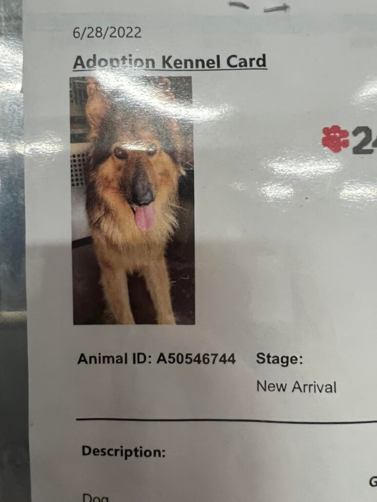 dexter-collie2-773x1030-1
