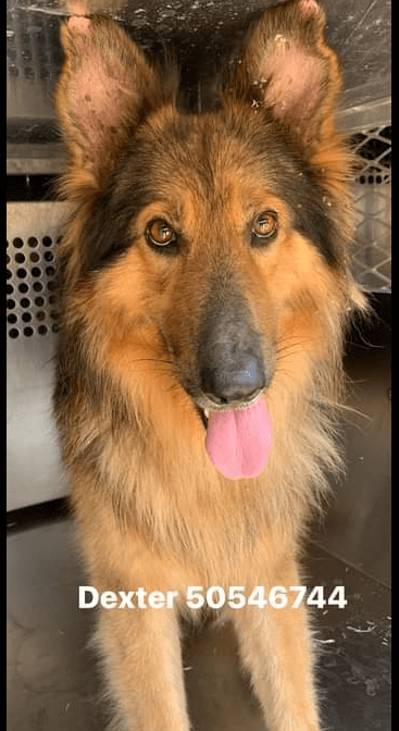 Dog is ‘stunning’: Owner nowhere around and pup soon will be ready for home