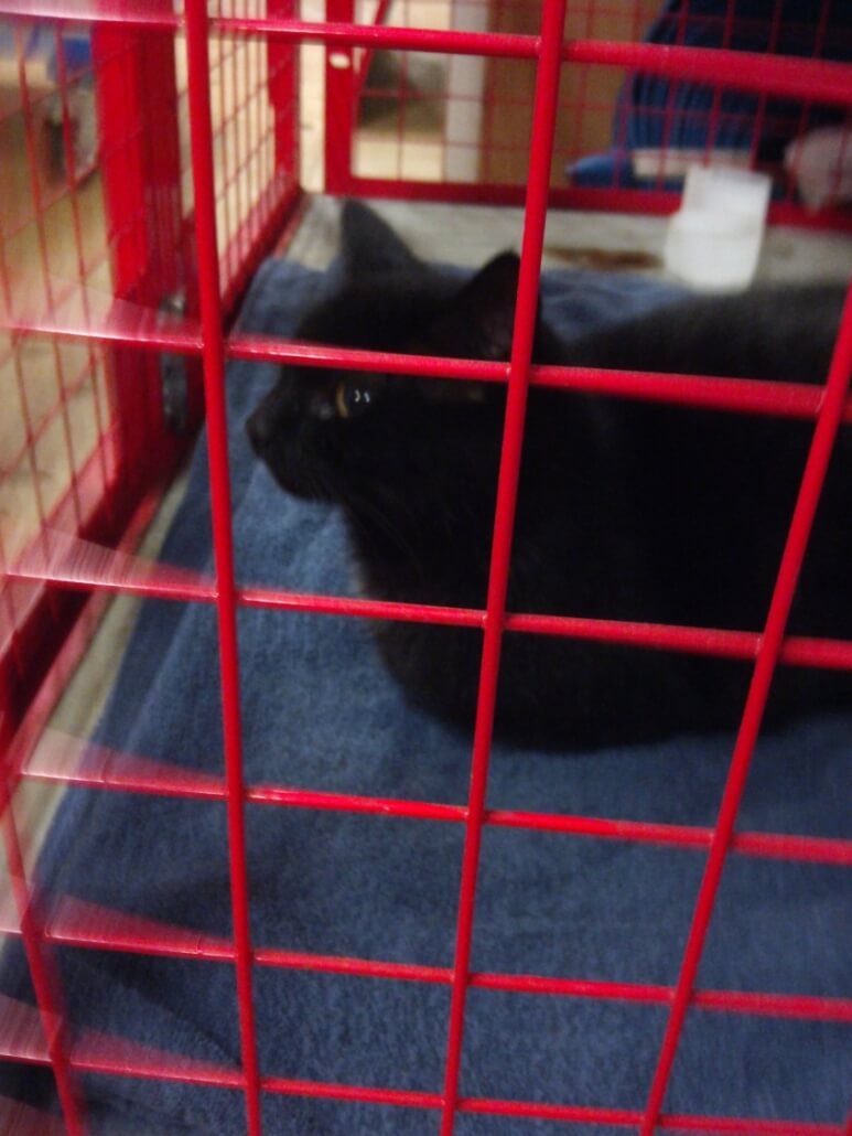 dexter-found-1-773x1030-1