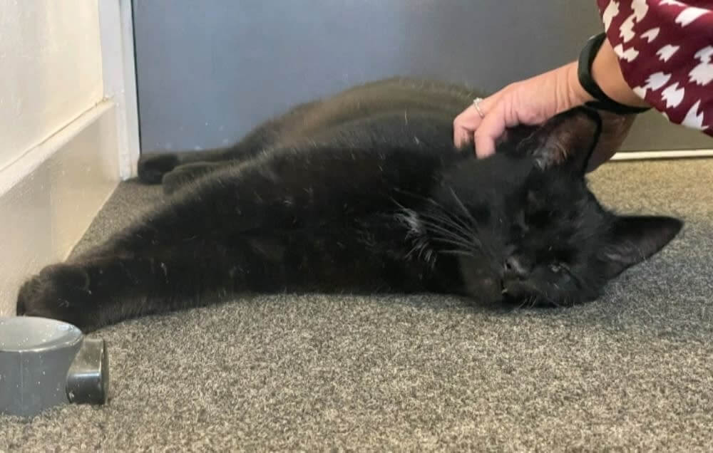 One-eyed cat missing five years reunited with his family after flying back in helicopter