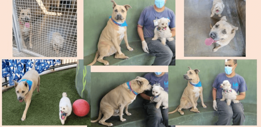 Bonded pair surrendered to shelter and it’s not the fault of the dogs: Someone needed to open their home and heart