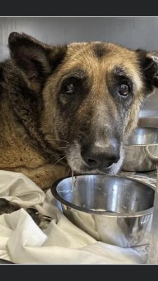 Left injured and defeated on side of highway shepherd is on euth’ list in Texas