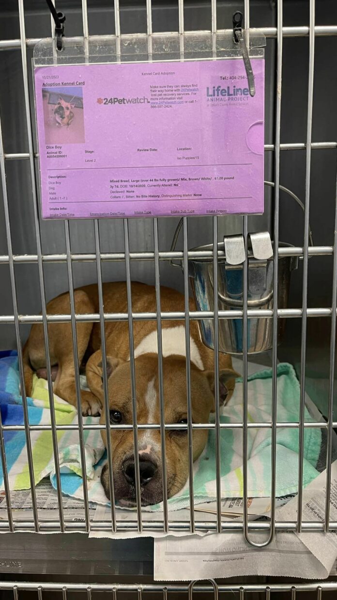 Shelter pup locked in his cage for 2 weeks couldn’t believe he was going out for a walk