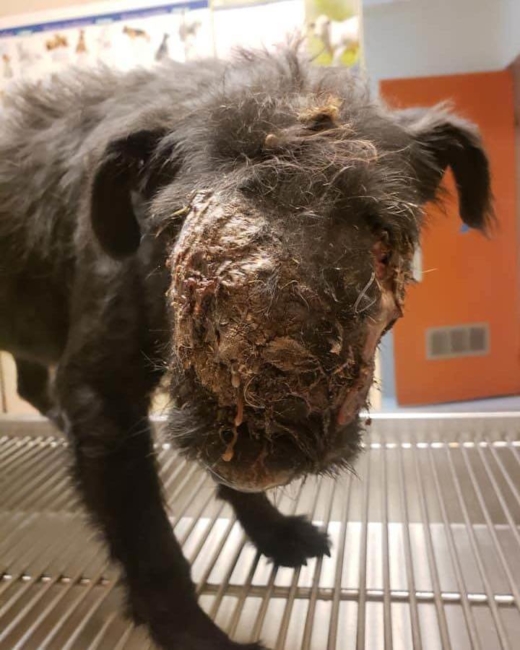 Update on faceless dog Dickens: May look different but should have good life