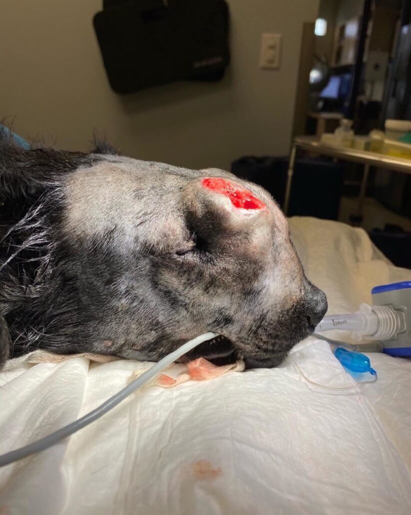 dickens-dog-3-823x1030-1