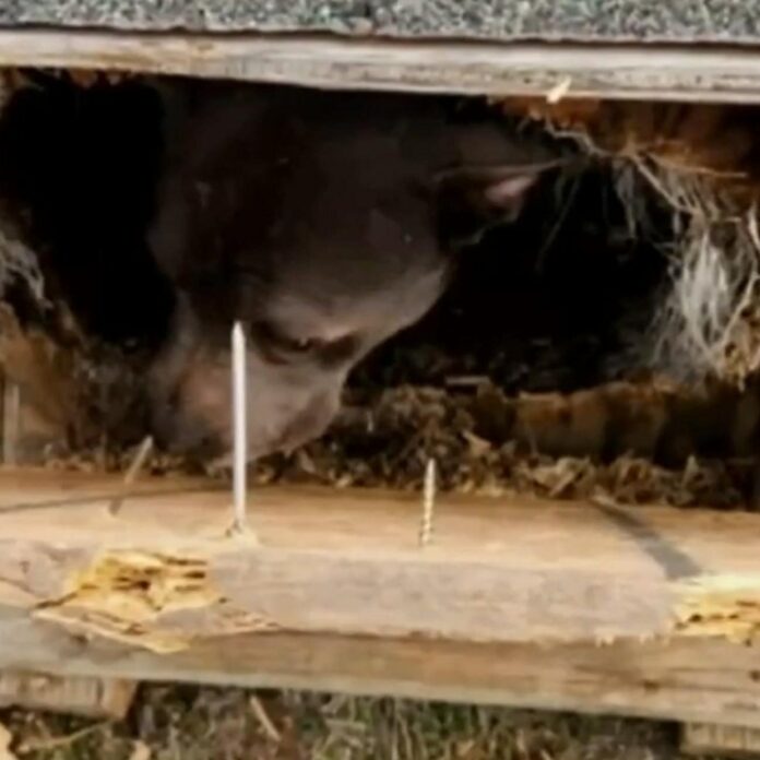 UPDATE: Dog nailed inside of wooden box adopted by the person who rescued him