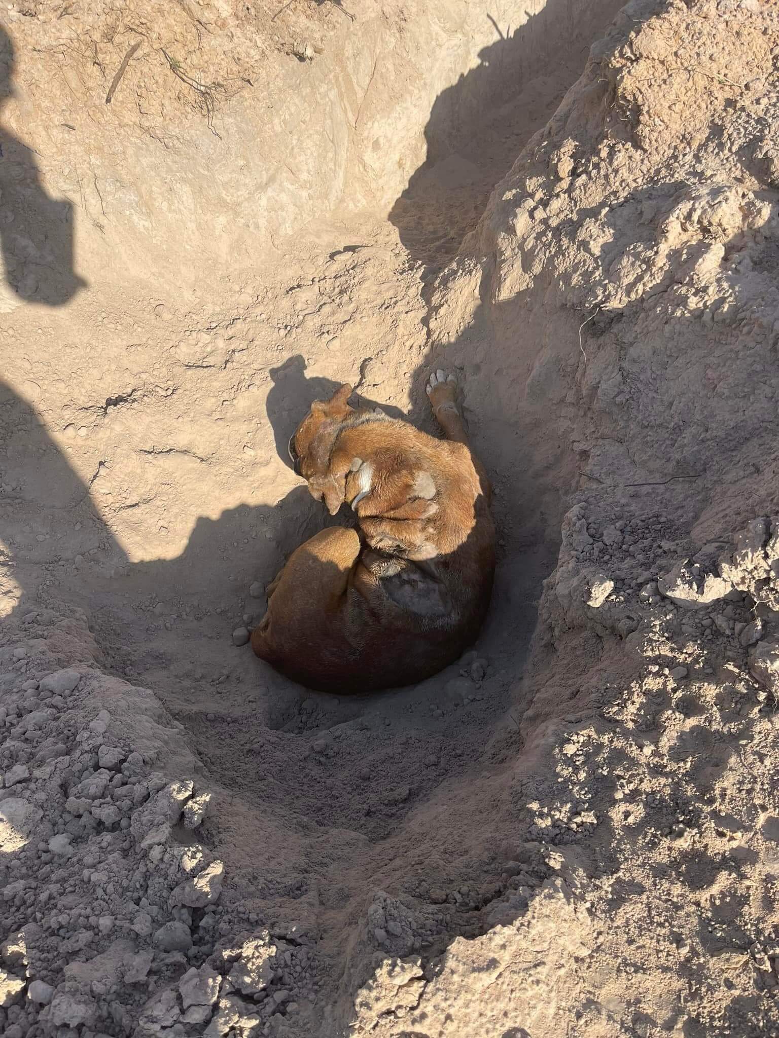 Wandering pup’s luck ran thin when tragedy struck and he landed in a ditch, but rescuers promise him a new life