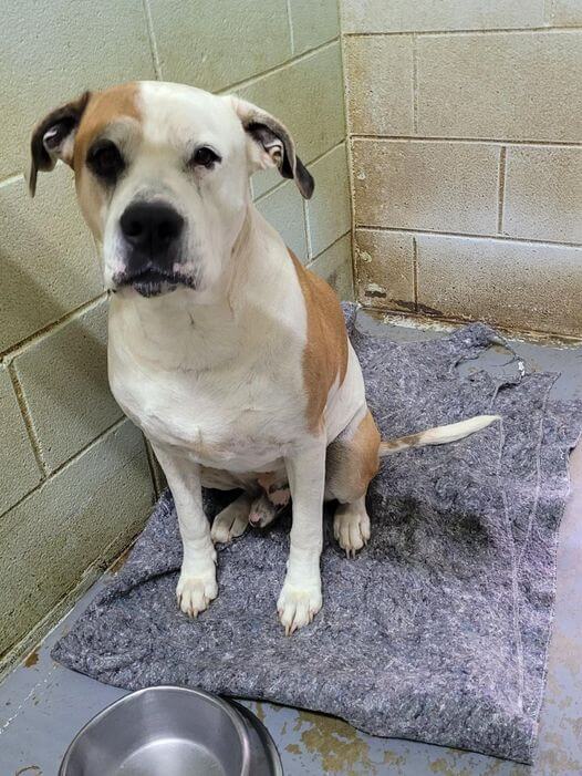 Diesel’s owner died 5 years ago and pup still wears sadness of losing his best friend at Georgia shelter