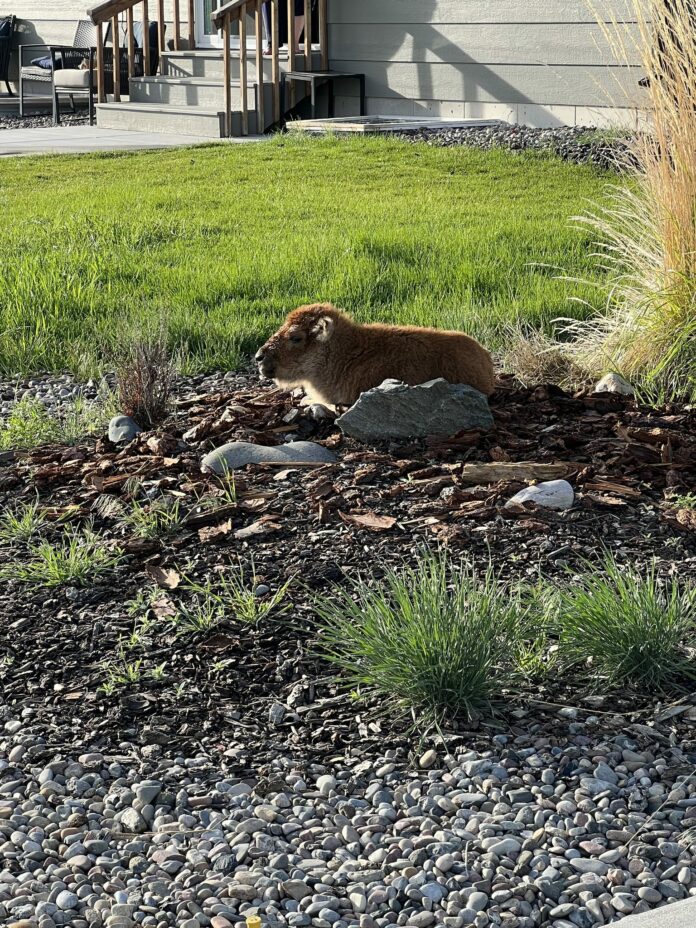 Baby bison discovered lying in residential backyard captured
