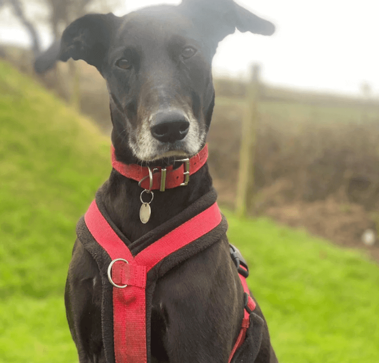 Britain’s ‘Unluckiest Dog’ finally gets a home after two long years