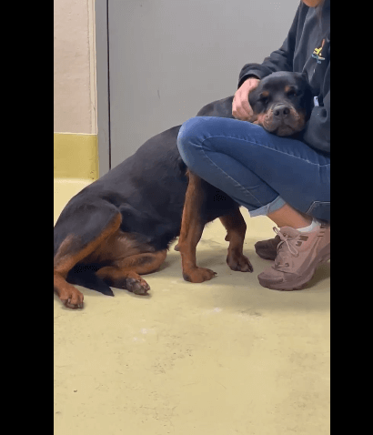 Dog on ‘death row’ nearly shattered hearts until one last effort saved her life