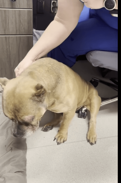 Best belated birthday present for elderly dog rescued off death row would be a loving home