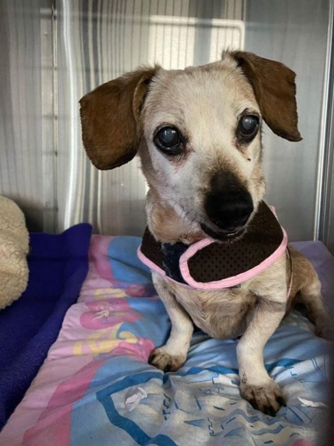 Dinky surrendered to shelter after living in one home for 17 years