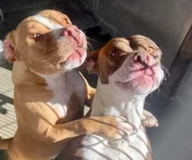 Diva and Dolly main