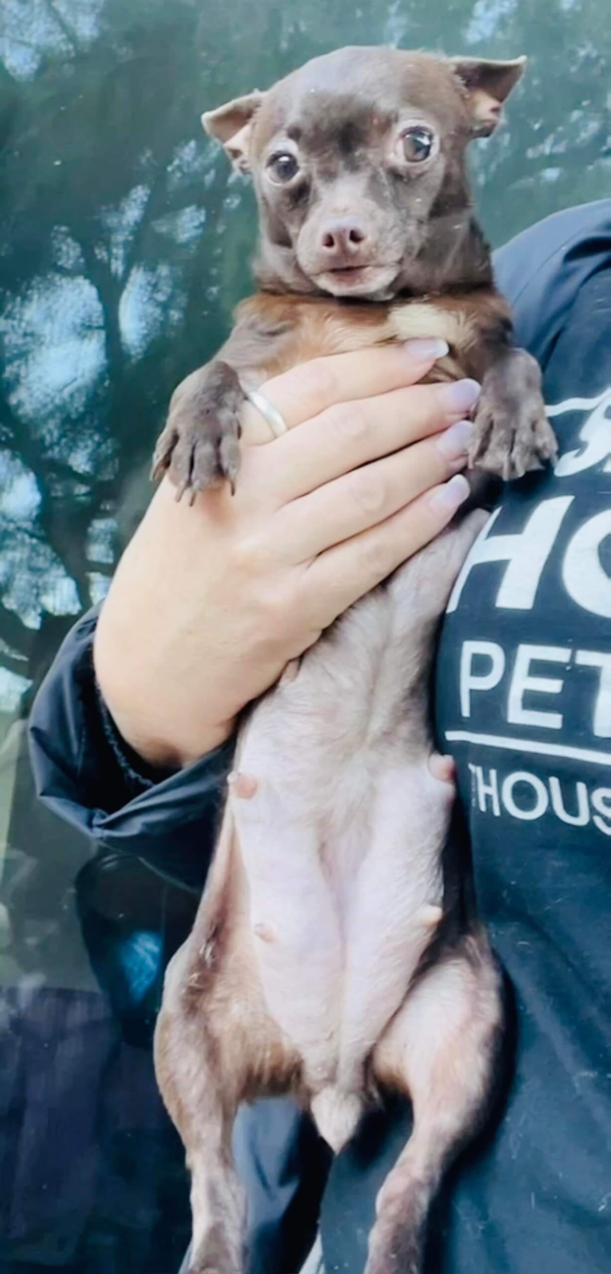 Inconsolable mother dog whose only puppy died at birth finds help and two puppies to heal her broken heart