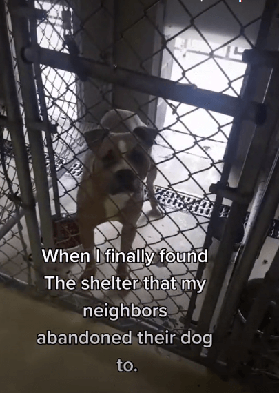 Kindhearted man adopts neighbor’s dog after animal control picked him up and the story went viral on Tik Tok