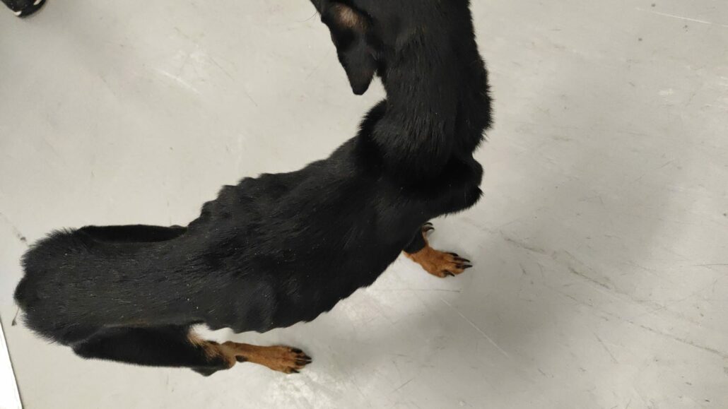 dobby-h-2-1030x579-1
