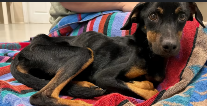 Texas rescue shares heartbreaking story of severely emaciated dog