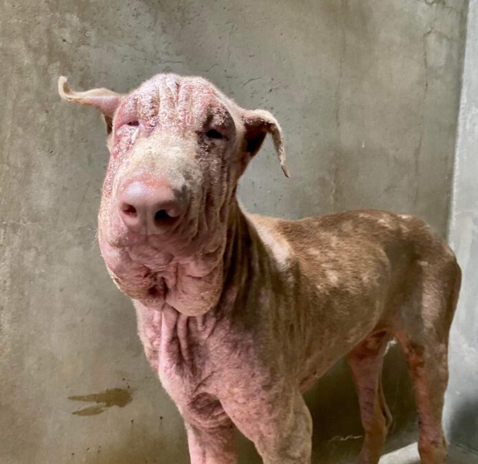 Doberman puppy in isolation at shelter for skin condition urgently needs rescue help