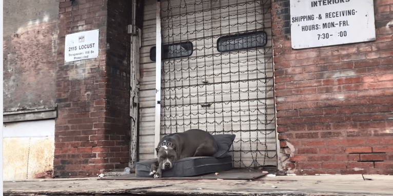 Abandoned ‘scary’ dog waited where he was left for someone to help him