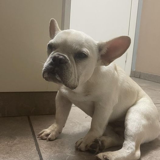 Backyard breeder asked emergency vet to euthanize puppy because it was sick