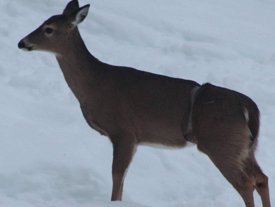Wildlife officials come to aid of doe found with cable wrapped around her torso