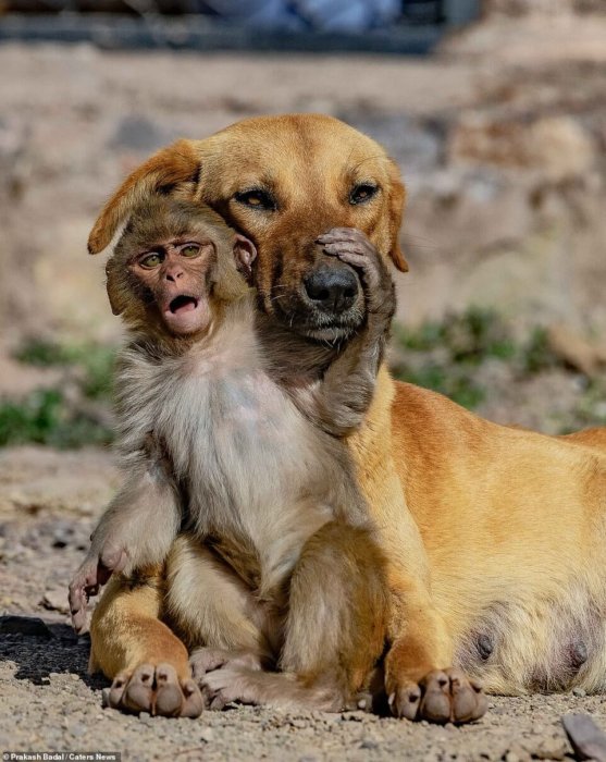 Pregnant dog adopts 10-day-old orphaned monkey after its mother poisoned